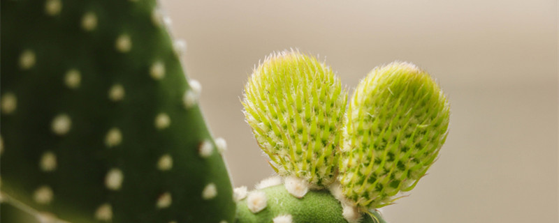 仙人球开花白色寓意是什么（仙人球开花象征着什么）