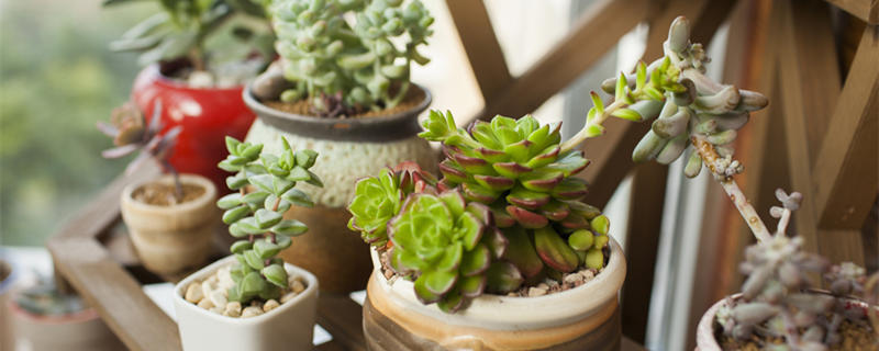 空气凤梨怎么养 空气凤梨怎么养视频