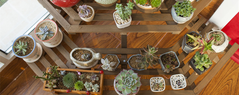 乙女心的养殖方法 乙女心的养殖方法和注意事项