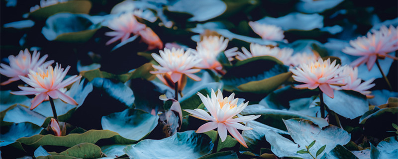 睡莲的养殖方法（睡莲的花瓶养殖方法）
