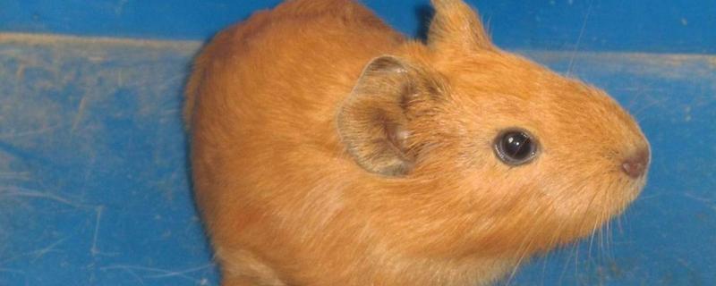 黄豚养殖前景，什么是黄豚 黑豚的养殖前景