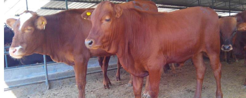 肉牛养殖成本，以及利润分析 养殖业肉牛的成本利润