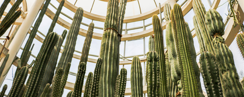 能够保护自己的植物还有哪些 还有哪些植物会保护自己的方法