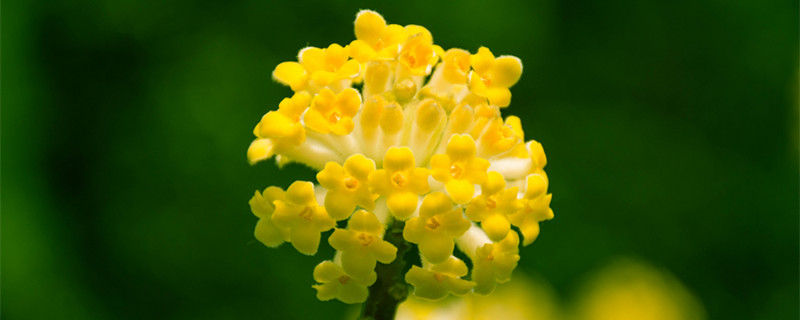 瑞香花花语 瑞香花花语和传说