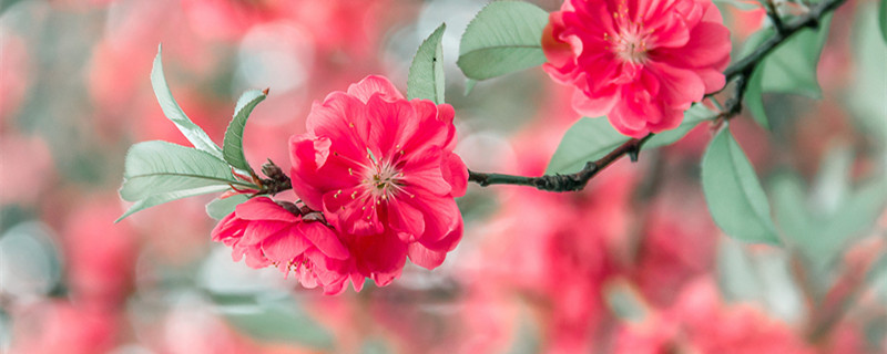 桃花几月份开花（桃花几月份开花农历）