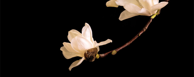 玉兰花寓意(玉雕玉兰花寓意)