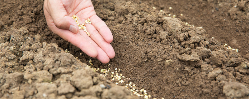 种子催芽的四种方法 种子的催芽方法有