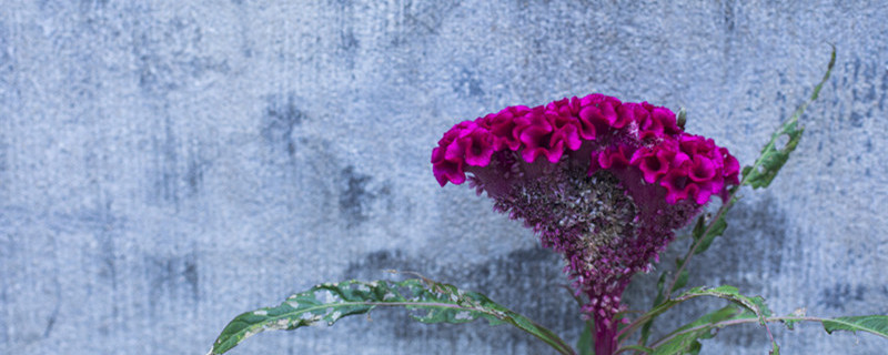 鸡冠花什么季节开花（鸡冠花什么季节开花作文100字）