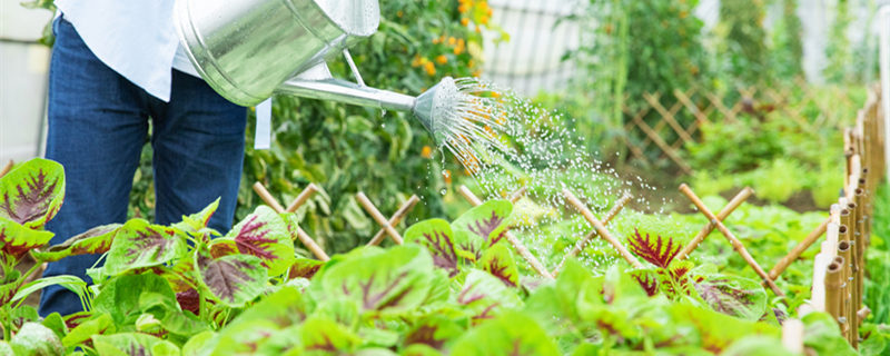 给花浇水什么时间好（什么时间适合给花浇水）