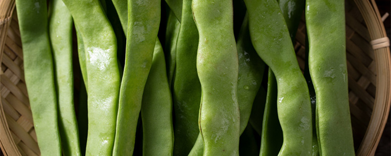 架豆种植时间和方法（架豆生长周期）