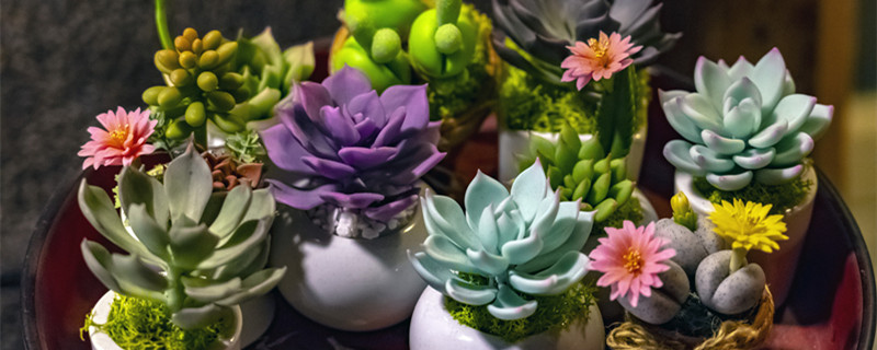 不需要阳光的室内花卉有哪些（不需要阳光的室内盆栽花卉有哪些）