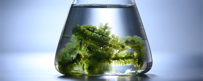 蓝藻是植物吗 蓝藻是植物吗还是细菌