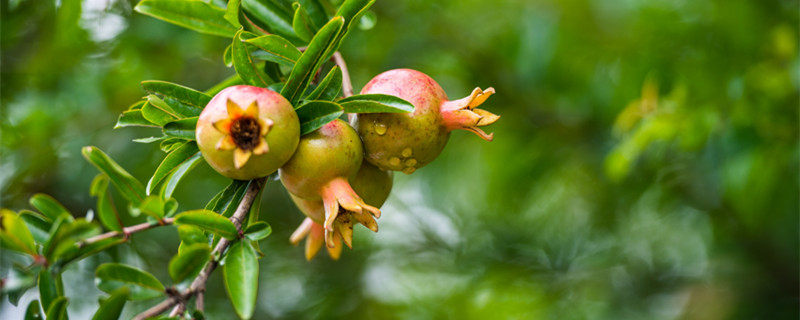 石榴多少年开花结果（石榴多长时间开花）