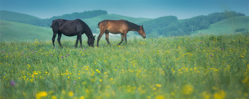 金枝玉叶喜阴还是喜阳 金枝玉叶喜阴还是喜阳?