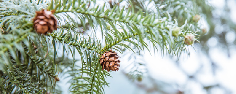 松果可以直接放花盆里吗 松果能放在花盆下面养花好吗