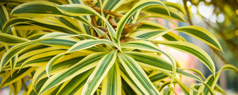 千年木的养殖方法和注意事项 水培千年木的养殖方法和注意事项