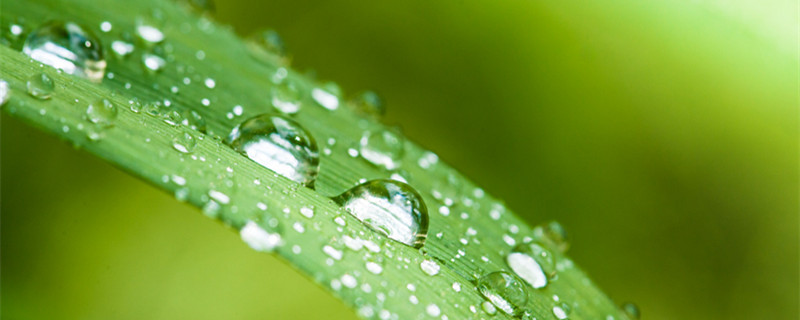 石菖蒲种植方法（石菖蒲种植方法土质酸性还是碱好）