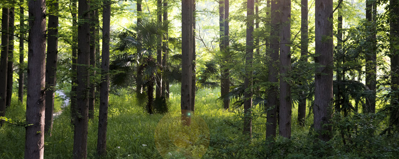 幸福树的养殖方法和注意事项 幸福树的养殖方法和注意事项详解