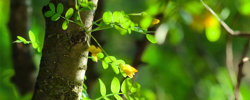 含羞草怎么种 含羞草怎么种植盆栽
