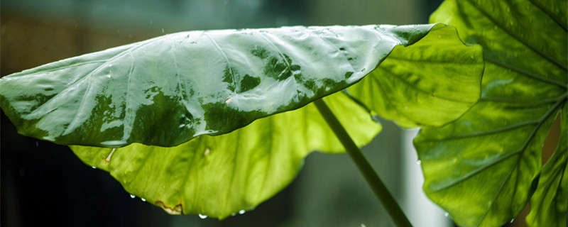 双线竹芋的养殖方法 红羽双线竹芋的养殖方法