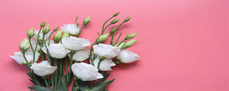 桔梗种植技术(桔梗种植技术及亩收益)