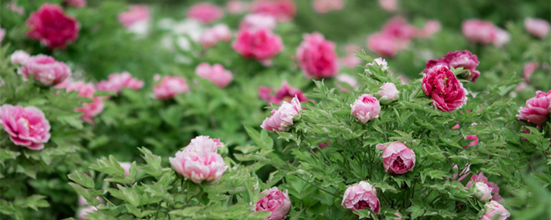 宿根花卉是什么意思 宿根花卉和草花的区别
