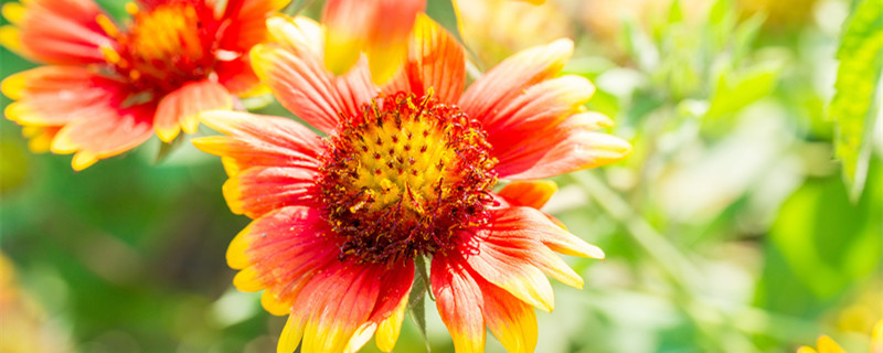 天人菊的种植方法和注意事项(天人菊怎么养)