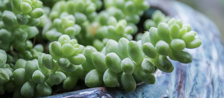 多肉的养殖方法和浇水 室外多肉的养殖方法和浇水