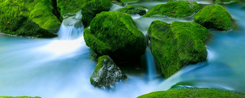 露天鱼池青苔怎么处理 露天鱼池长青苔怎么处理