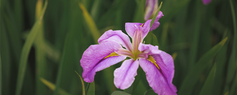 草本花卉有哪些种类（草本花卉有哪些种类南方）