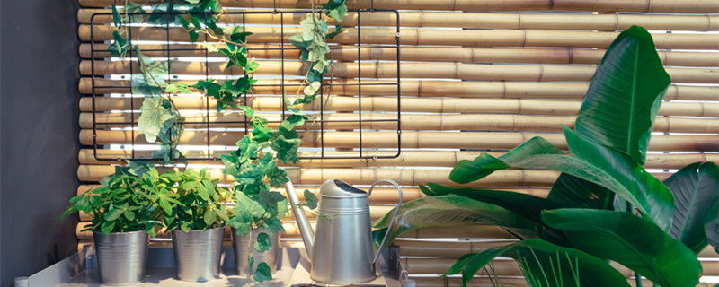 幸福树浇水的正确方法 幸福树的浇水方法和注意事项