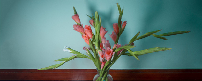 送给父亲的花及其花语（适合送给父亲的花以及花语）