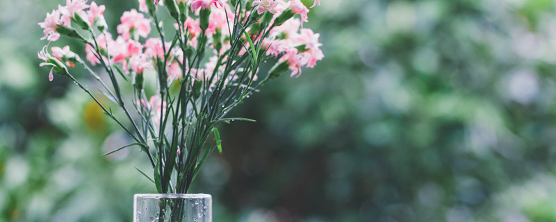 康乃馨怎么种植(康乃馨怎么种植适合什么温度)