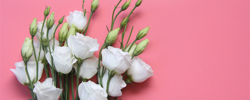 洋桔梗怎么养(洋桔梗怎么养护)