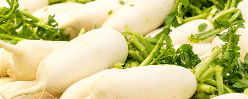 沙窝萝卜种植时间和方法 沙窝水果萝卜什么时候种