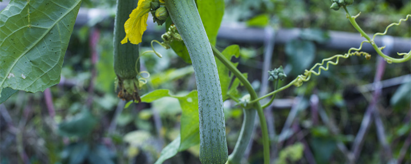 丝瓜不结瓜有什么补救方法 丝瓜不结瓜怎么办?丝瓜不结瓜的原因及改善措施