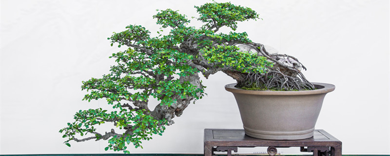 赤楠怎么养殖方法（赤楠盆栽怎么养）