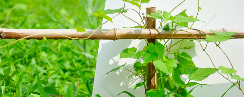 心叶藤的养殖方法和注意事项 青叶藤的养殖方法和注意事项