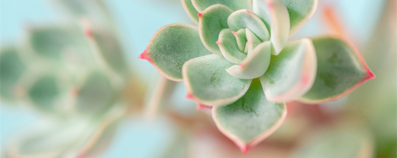 快刀乱麻养殖方法和注意事项（快刀乱麻怎么繁殖）