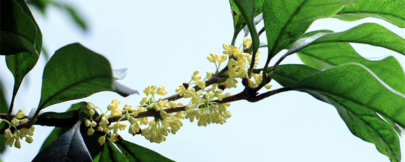 桂花树五月份能移栽吗 桂花树五月可以移栽吗