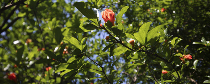 石榴花怎么养 石榴花怎么养才爱开花