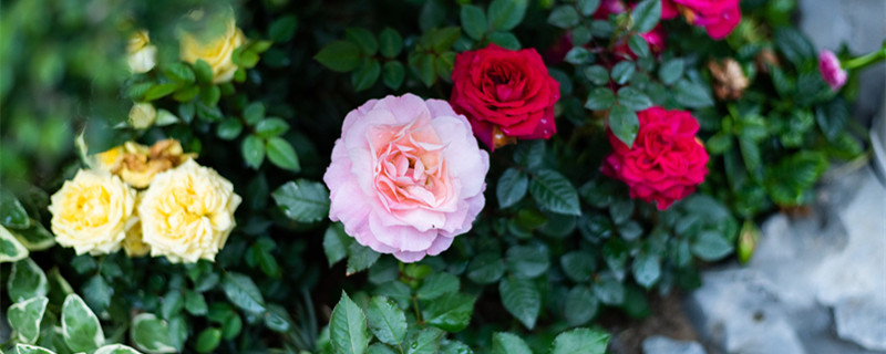 月季有果实吗（月季的果实长什么样）