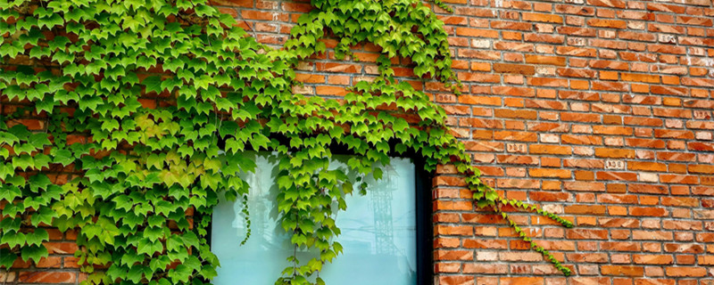 爬山虎可以扦插吗 爬山虎老枝条能扦插吗