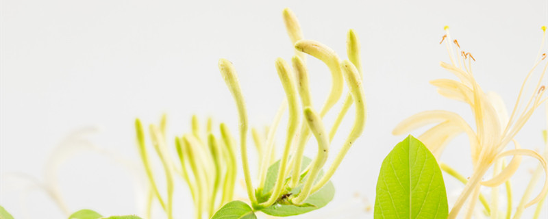 金银花的产地 金银花的产地是哪里