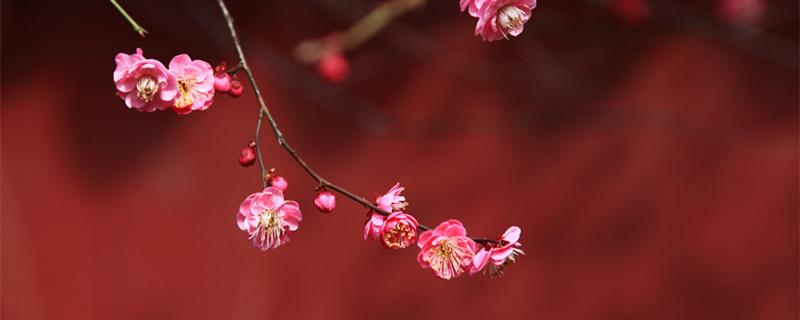 梅花夏天怎么养（梅花夏天怎么养殖要晒太阳吗?）