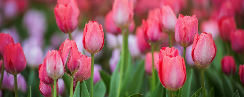 郁金香花语是什么意思 橙色郁金香花语是什么意思