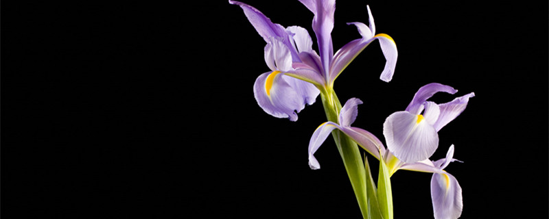 鸢尾花的花语（鸢尾花的花语同性）