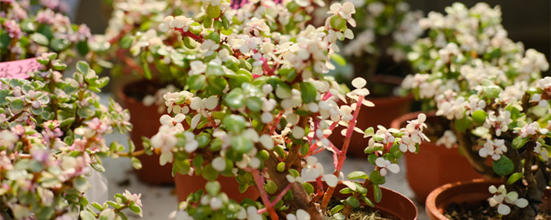 金枝玉叶的寓意是什么 金枝玉叶象征什么意思