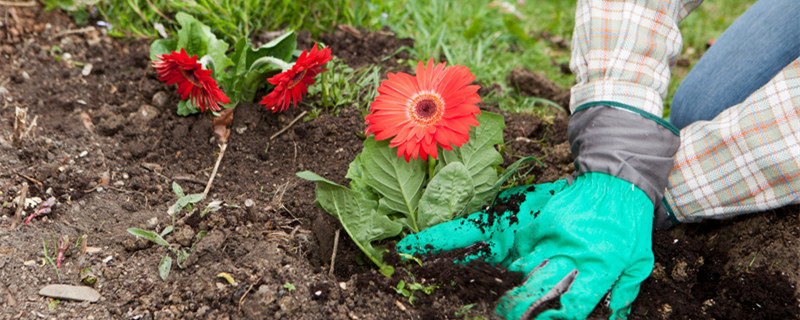 长生花的花语及寓意（花语为长寿的花）