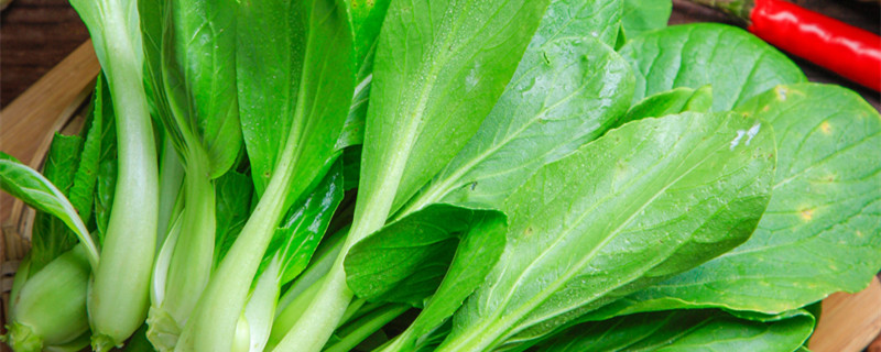 六七月份适合种什么 六七月份适合种什么菜